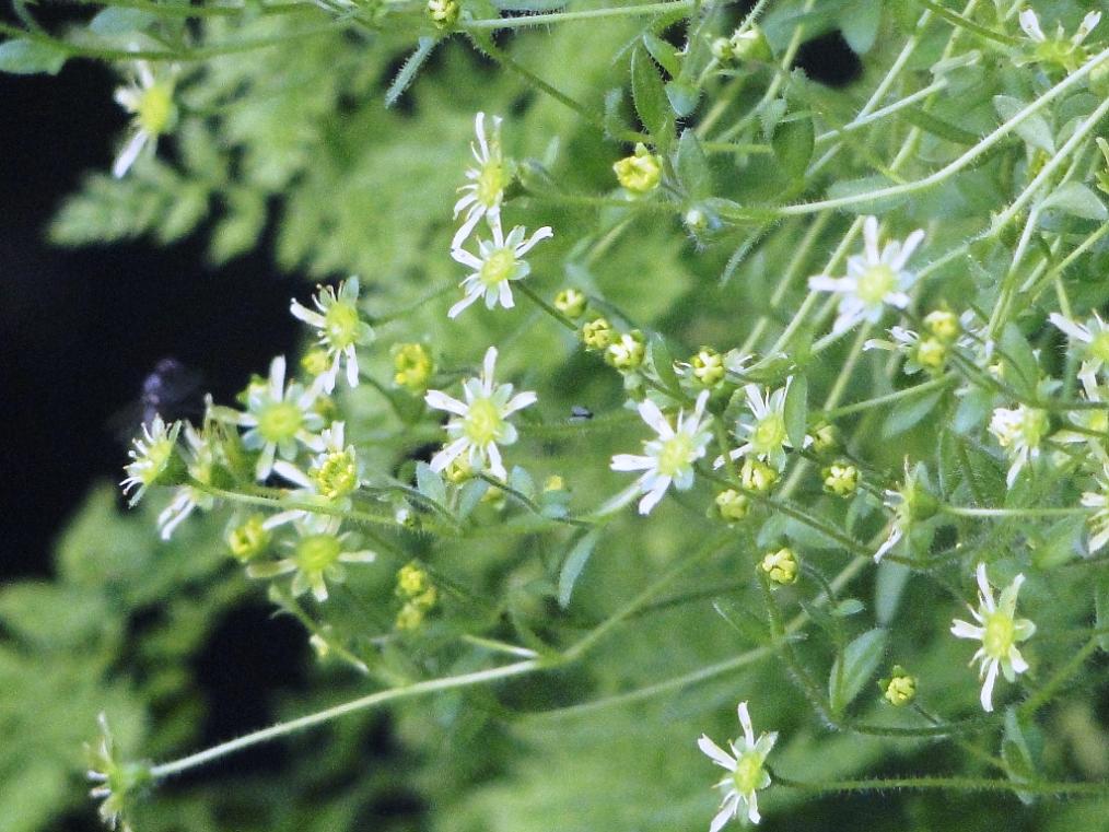 Saxifraga presolanensis / Sassifraga della Presolana